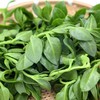 有机田七菜 商品缩略图0