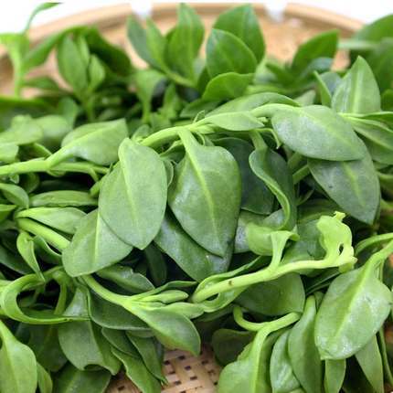 有机田七菜 商品图0