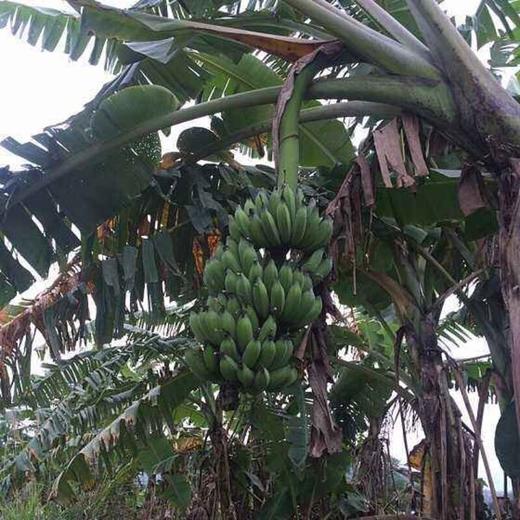 海南芭蕉 自然成熟 外表很丑 变黄变黑超甜  |百里食 商品图7