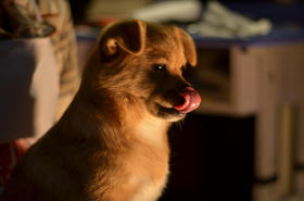 小狗应该怎么养