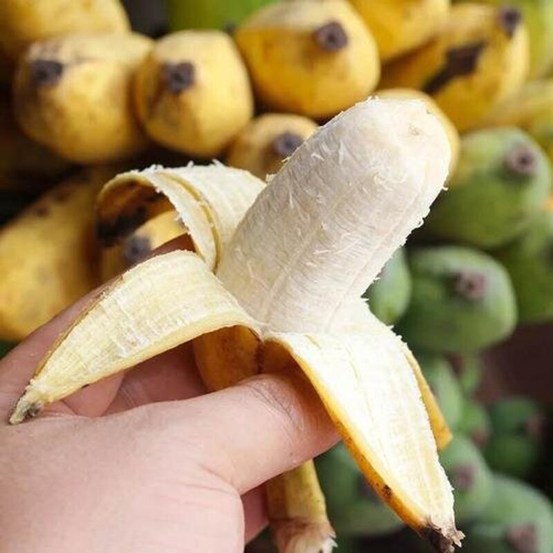 海南芭蕉 自然成熟 外表很丑 变黄变黑超甜  |百里食