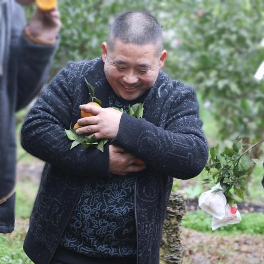 生态耙耙柑 | 现采现发  酸甜可口  |下单3天左右发货 | 合作生产 | 基地直发*Ecological raking Citrus 商品图5