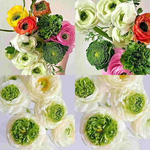 青蛙洋牡丹买十送十28冷链包邮枝长约40cm