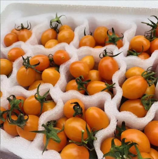 【福建高颜值三色小番茄组合】农家圣女果+紫葡萄+金玲珑、颗颗脆甜爆汁，香甜可口，露天种植，自然成熟 商品图6