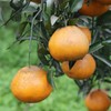 生态耙耙柑 | 现采现发  酸甜可口  |下单3天左右发货 | 合作生产 | 基地直发*Ecological raking Citrus 商品缩略图1
