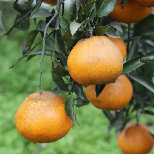 生态耙耙柑 | 现采现发  酸甜可口  |下单3天左右发货 | 合作生产 | 基地直发*Ecological raking Citrus 商品图1