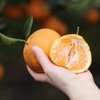 生态耙耙柑 | 现采现发  酸甜可口  |下单3天左右发货 | 合作生产 | 基地直发*Ecological raking Citrus 商品缩略图2