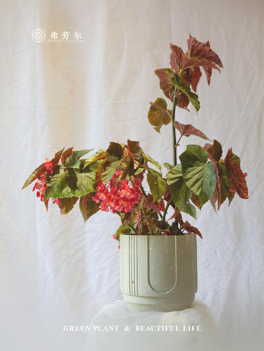 水泥盆-大海棠 商品图0