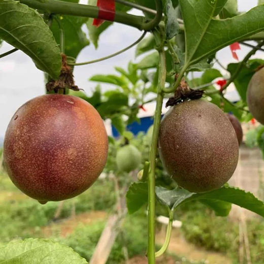 紫皮百香果百香果新鲜采摘产地直发