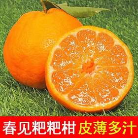 春见耙耙柑（产地直发）