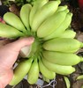 海南芭蕉 自然成熟 外表很丑 变黄变黑超甜  |百里食 商品缩略图2