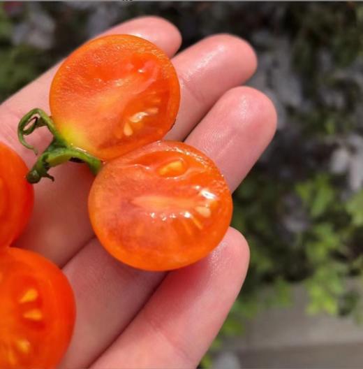 【福建高颜值三色小番茄组合】农家圣女果+紫葡萄+金玲珑、颗颗脆甜爆汁，香甜可口，露天种植，自然成熟 商品图3