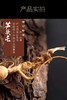 林下山参人参长白山礼盒送礼自用煲汤泡酒30克/50克/盒 商品缩略图5