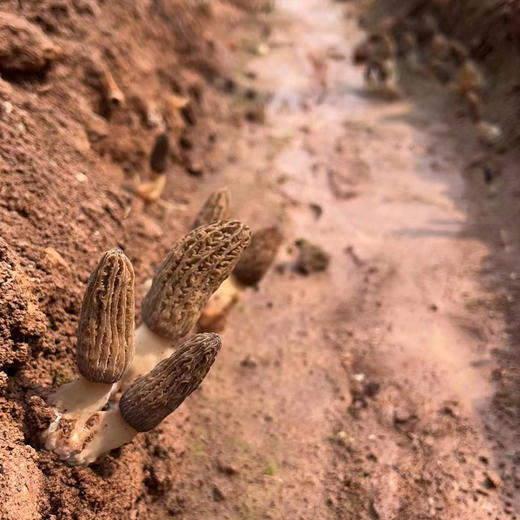 生态新鲜羊肚菌 | 合作生产* Ecological Morel  | Coproduction 商品图4