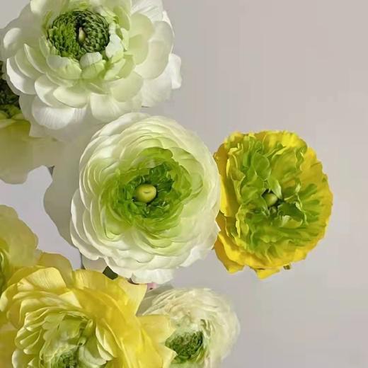 青蛙洋牡丹买十送十28冷链包邮枝长约40cm