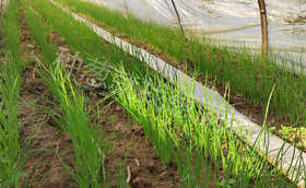 春季大葱什么时间育苗栽种