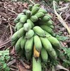 海南芭蕉 自然成熟 外表很丑 变黄变黑超甜  |百里食 商品缩略图6