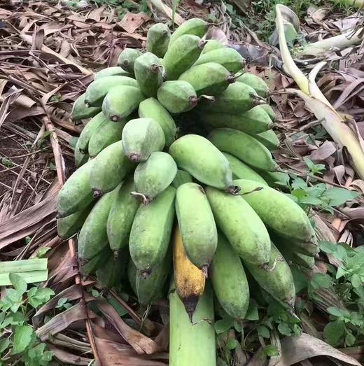 海南芭蕉 自然成熟 外表很丑 变黄变黑超甜  |百里食 商品图6