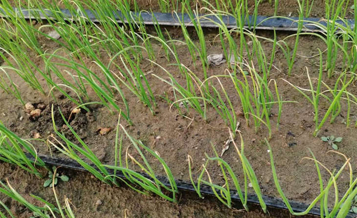滴灌带滴灌葱苗