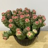 【绿植】多肉-钱串锦 商品缩略图5