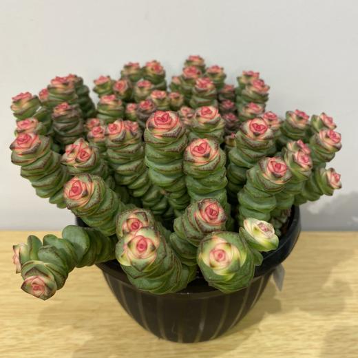 【绿植】多肉-钱串锦 商品图5