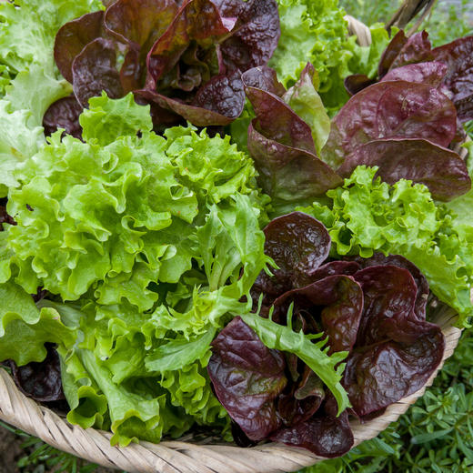 沙拉生菜混合包 商品图0