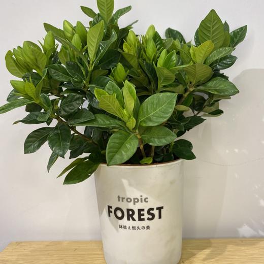 【绿植】栀子花 商品图2