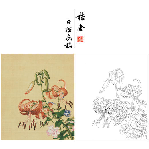 【大彩图】郎世宁工笔画白描底稿小品《仙萼长春册》百合花与缠枝牡丹临摹勾线高清打印稿LT11 商品图0