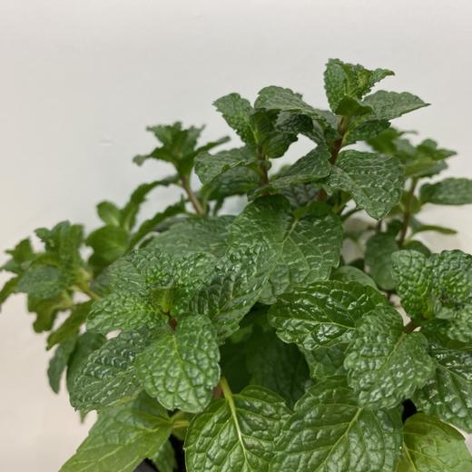 【绿植】成都薄荷 商品图2