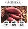 有机芯香红薯4斤 商品缩略图2
