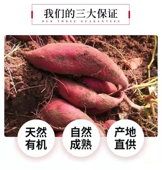 有机芯香红薯4斤 商品图2