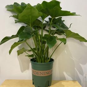 【绿植】春芋