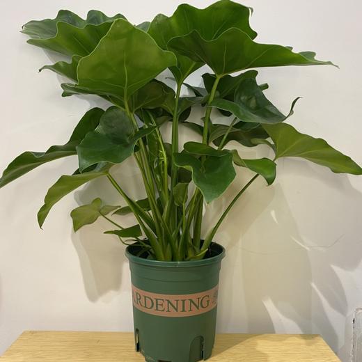 【绿植】春芋 商品图0