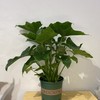 【绿植】春芋 商品缩略图1