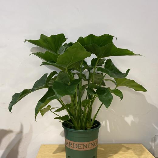 【绿植】春芋 商品图1