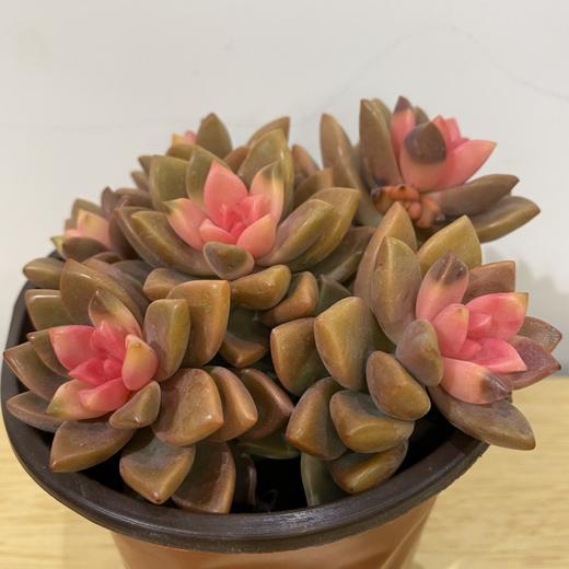 【绿植】多肉-姬胧月 商品图1