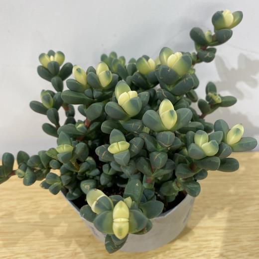 【绿植】多肉-鹿角海棠 商品图2