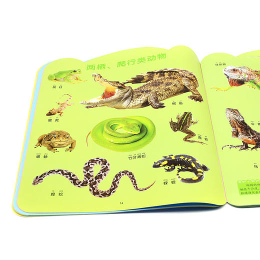 动物大全(2-5岁适用)/聪明宝宝看大书 商品图4