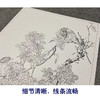 【大彩图】郎世宁工笔画白描底稿小品《仙萼长春册》菊花临摹勾线高清打印稿LT16 商品缩略图4