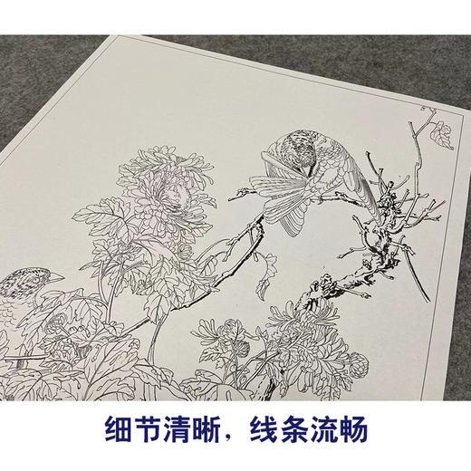 【大彩图】郎世宁工笔画白描底稿小品《仙萼长春册》菊花临摹勾线高清打印稿LT16 商品图4