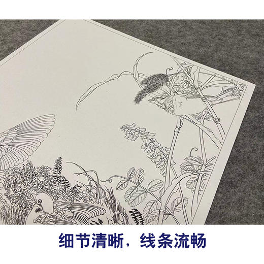 【大彩图】郎世宁工笔画白描底稿小品《仙萼长春册》豆花临摹勾线高清打印稿LT14 商品图4