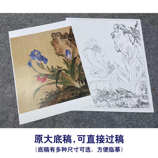 【大彩图】郎世宁工笔画白描底稿小品《仙萼长春册》石竹临摹勾线高清打印稿LT07 商品图1