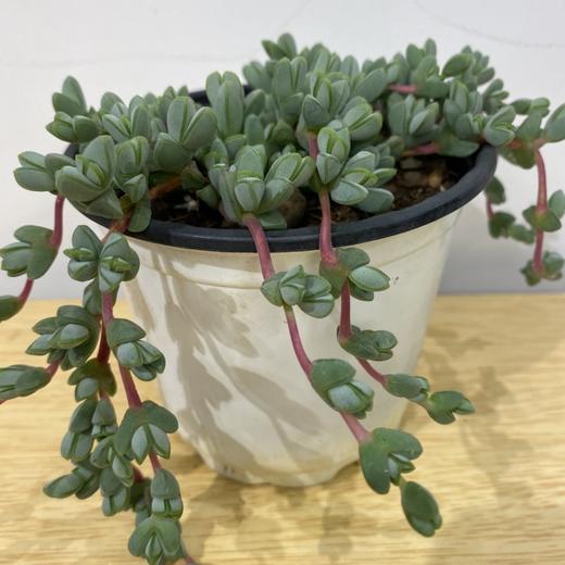 【绿植】多肉-碧豆莲 商品图0