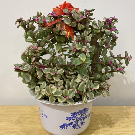 【绿植】多肉-雅乐之舞 商品图2