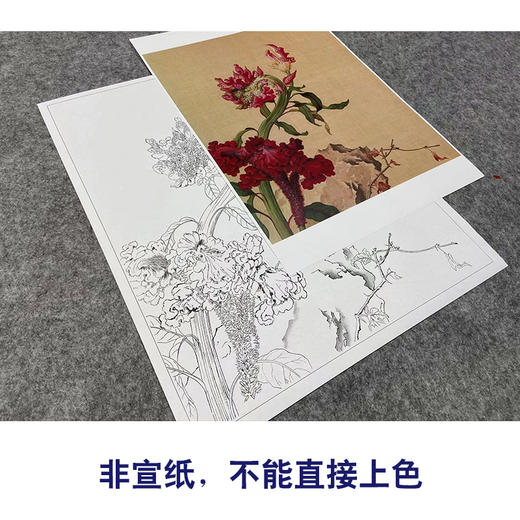 【大彩图】郎世宁工笔画白描底稿小品《仙萼长春册》鸡冠花临摹勾线花鸟线稿LT15 商品图2