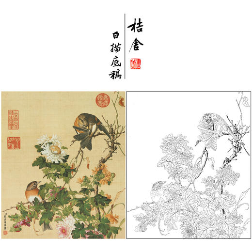 【大彩图】郎世宁工笔画白描底稿小品《仙萼长春册》菊花临摹勾线高清打印稿LT16 商品图0