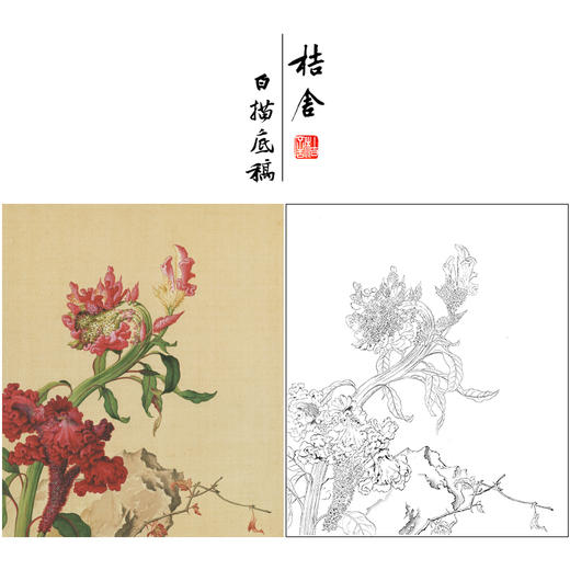 【大彩图】郎世宁工笔画白描底稿小品《仙萼长春册》鸡冠花临摹勾线花鸟线稿LT15 商品图0