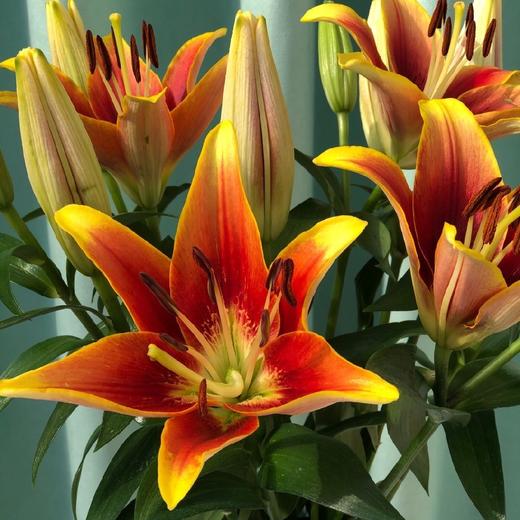 三头皇冠百合5枝10枝冷链包邮