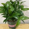 【绿植】招财树（竹柏） 商品缩略图2