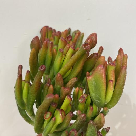 【绿植】多肉-吸财树 商品图1